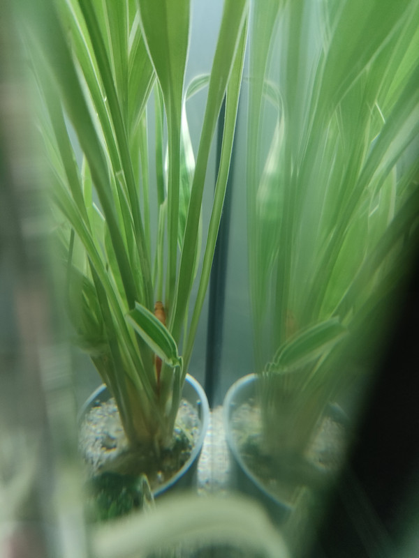 16711315155627277798015412017205