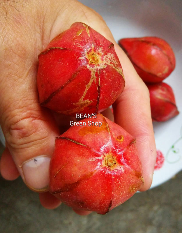 Uchong(Almost round no fins)4