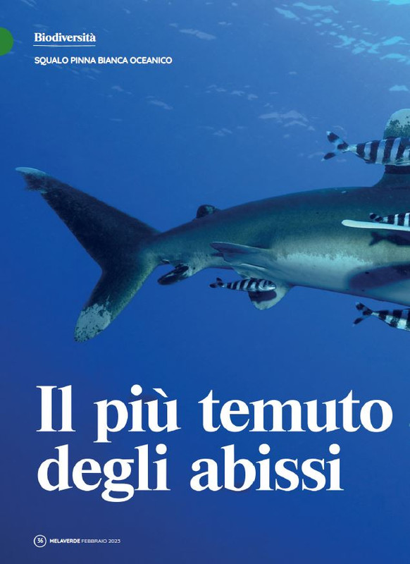 melaverde Feb 2023 (1)