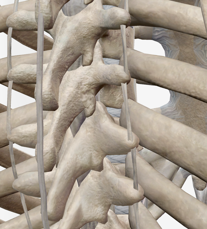 Articulations du Thorax