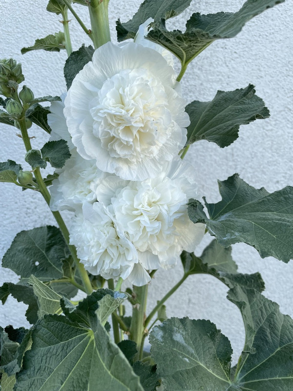 D063185-C-95-E3-4-FC3-AF24-67348-B19-F542-1-105-c