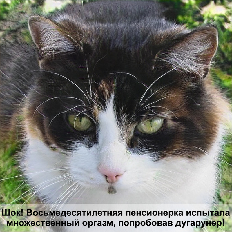 кошка выпала