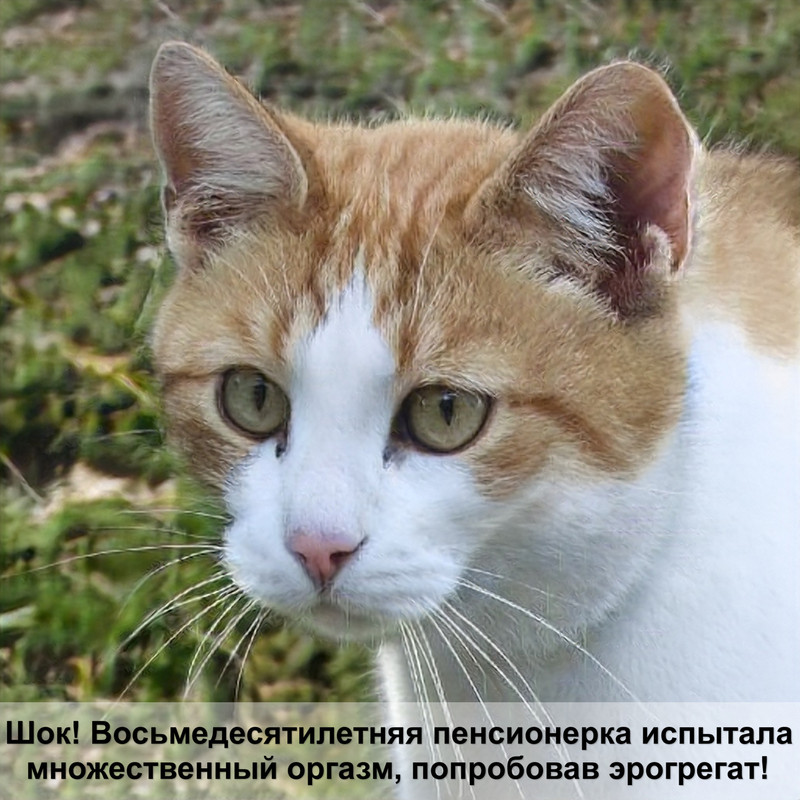 бурманская кошка окрас шоколад