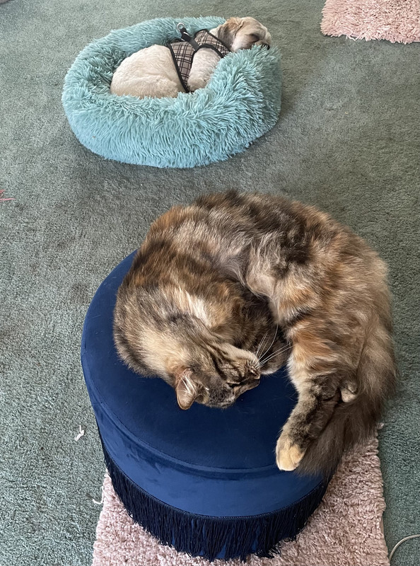 CC86F8A3-EF65-4F28-9DE7-F0E17AC814BB_1_201_a