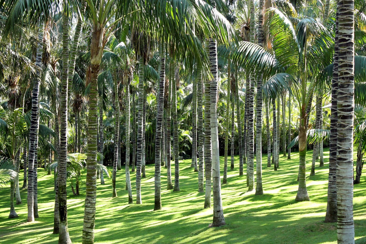 green-palm-trees-spain.jpg