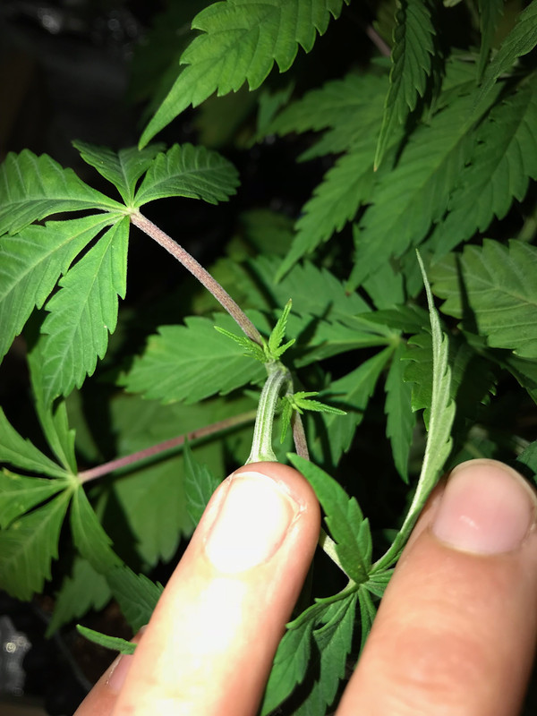 0A38D6BF-800F-452A-AEE2-F6B0AEE4CA9E