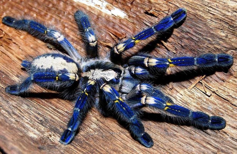 Интересные факты про Poecilotheria metallica - синий драгоценный паук Интересные факты про Poecilotheria metallica - синий драгоценный паук