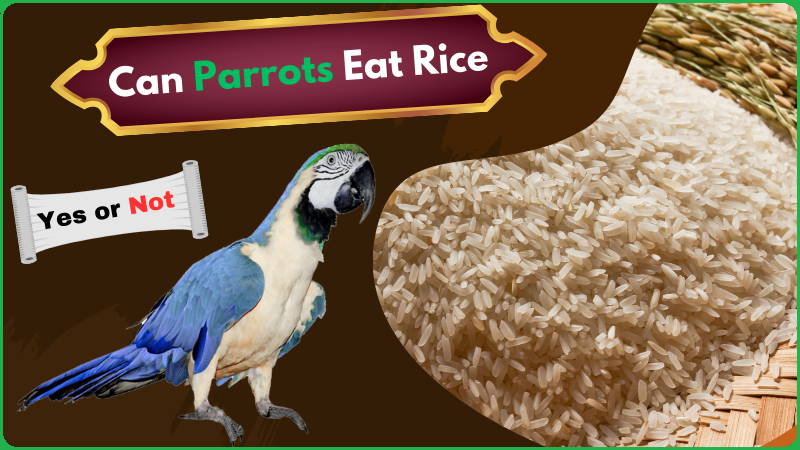 Can Parrots Eat Rice