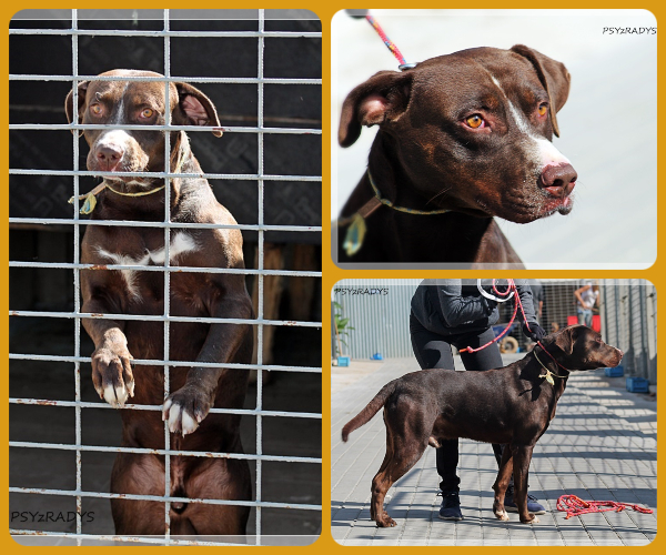 BeFunky-collage (25)