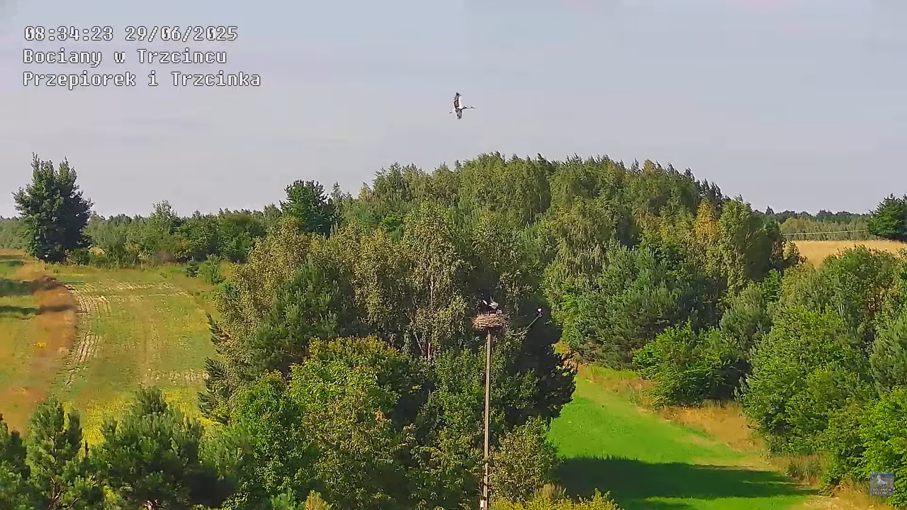 29062025bociany28