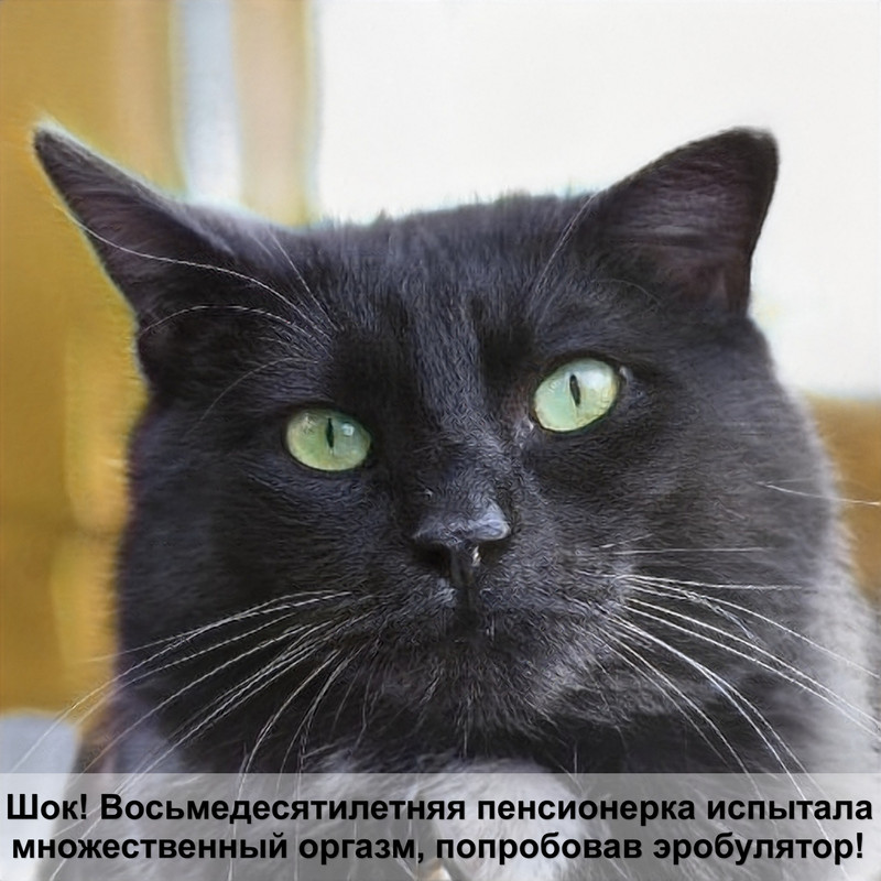 как правильно делать укол кошке