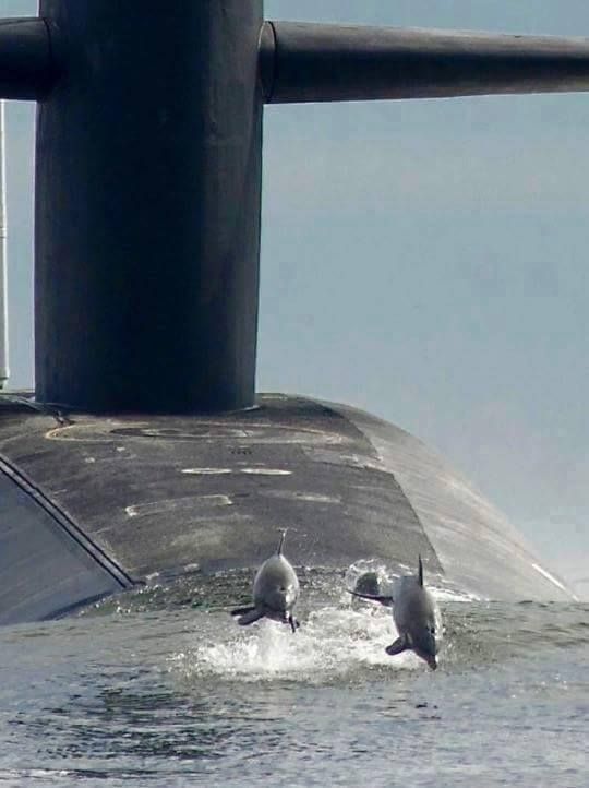 Dolphin-Ship-008.jpg
