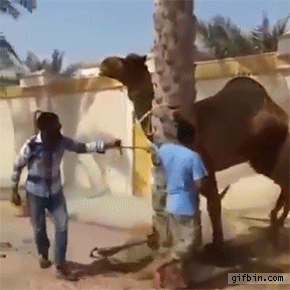 IMG-7300.gif