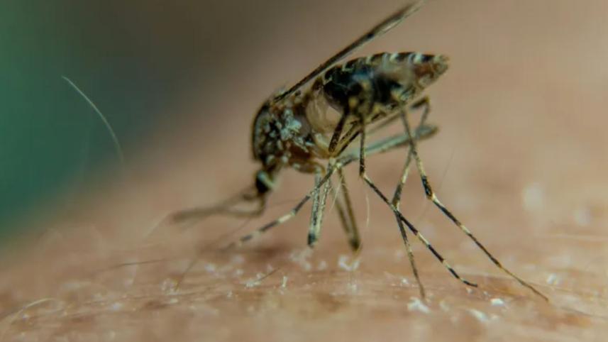 মশা উৎপাদনে চরম সকাল: কৃষকরা যেন অর্থনৈতিক অধিপত্য অর্জন করছে