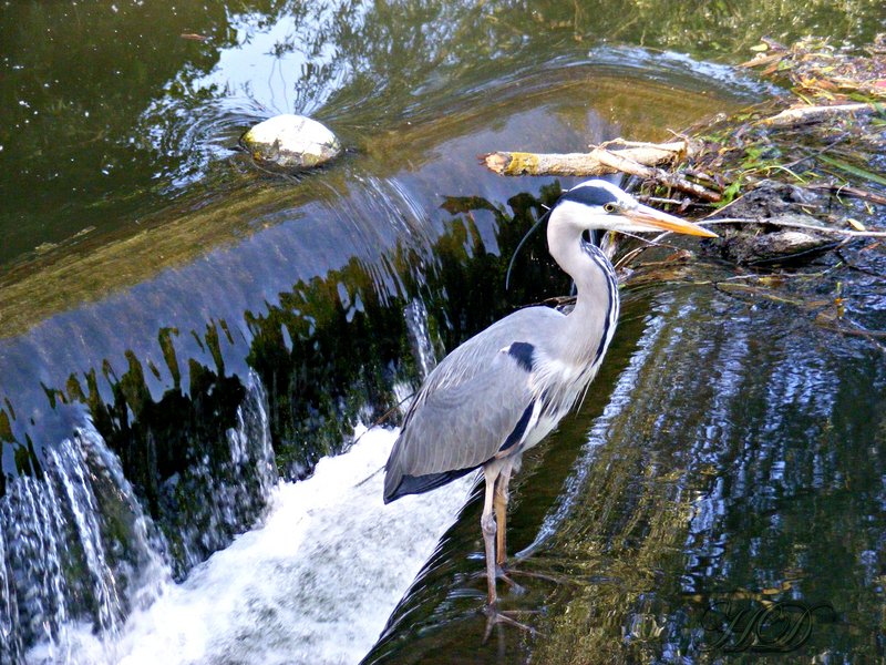 animals-heron-waterfall-HD.jpg
