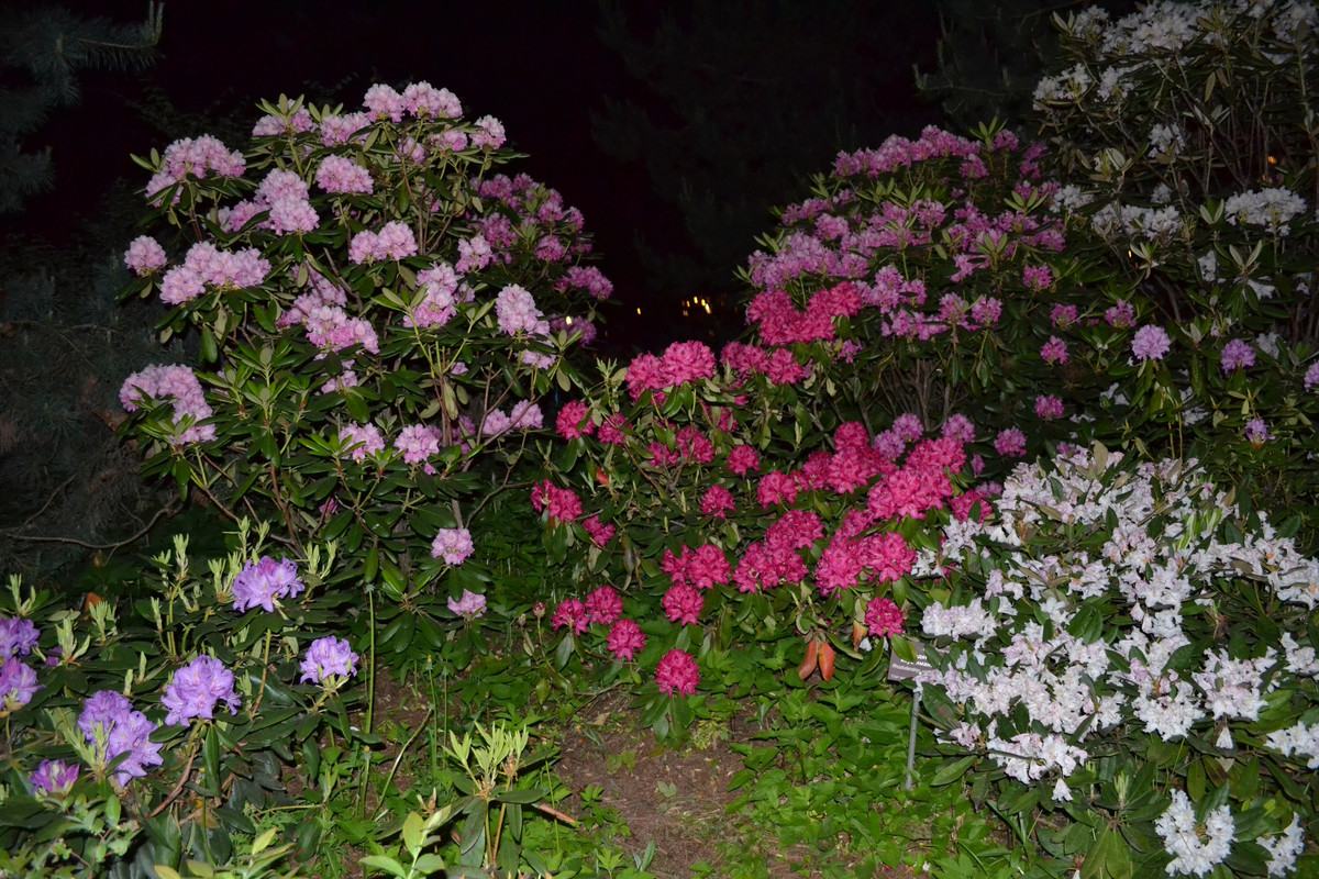 DSC_0548 вечерний сад