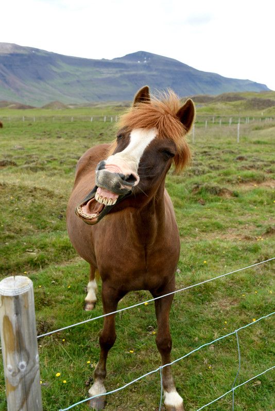 Iceland, Las fuerzas de la naturaleza (2021) - Blogs de Islandia - Norte: Agua y piedras (50)