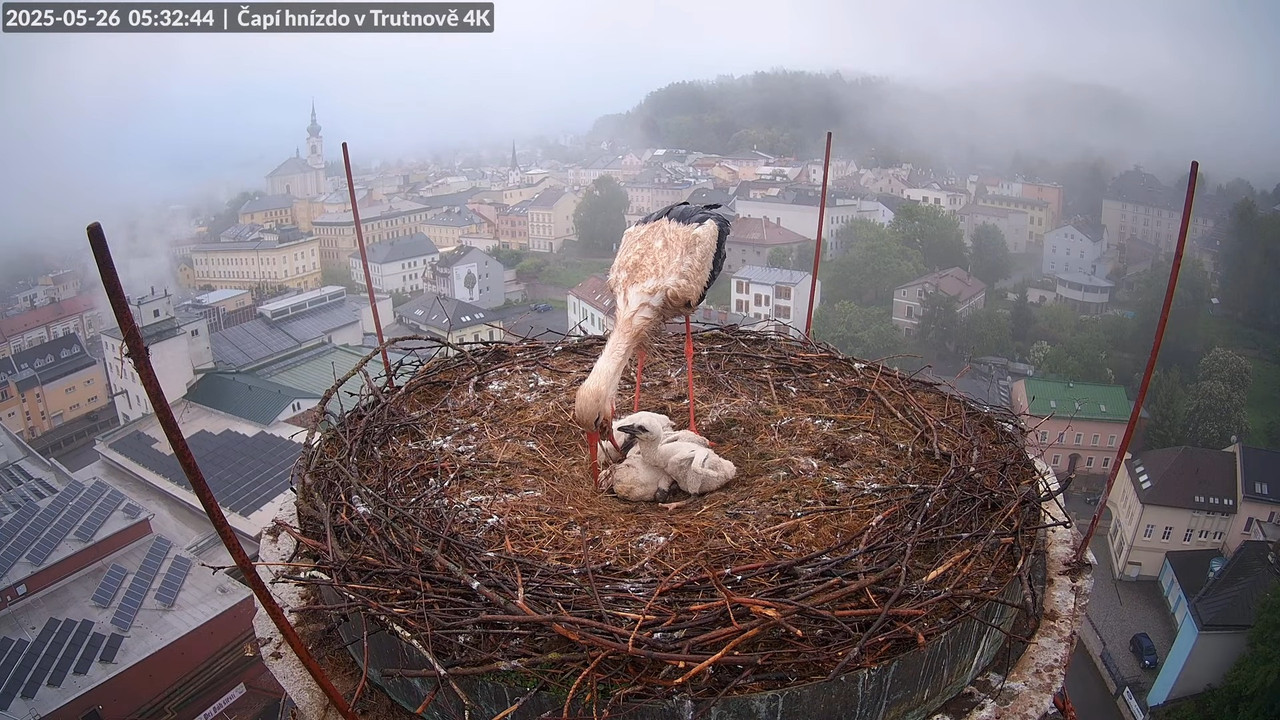 Tiešraide no stārķa ligzdas uz alus darītavas skursteņa Trutnovā 8-43-46 screenshot (1)