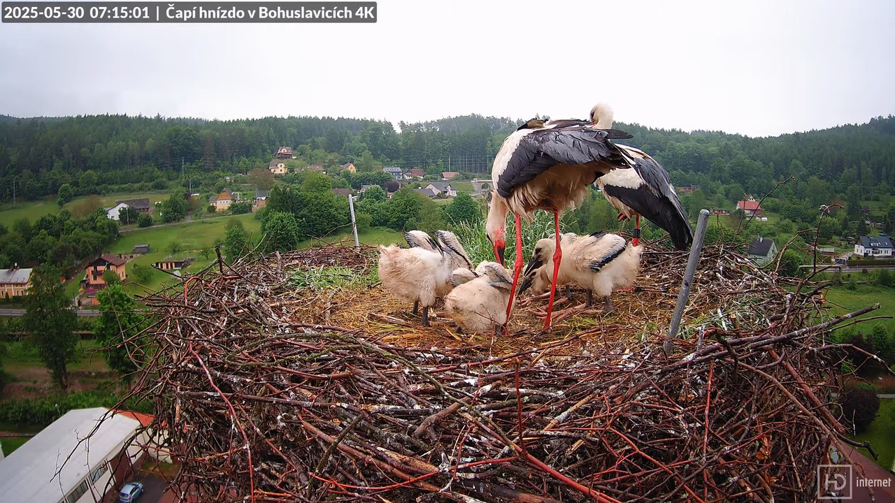 Živě z čapího komína firmy KARA v Bohuslavicích u Trutnova 5-3-31 screenshot