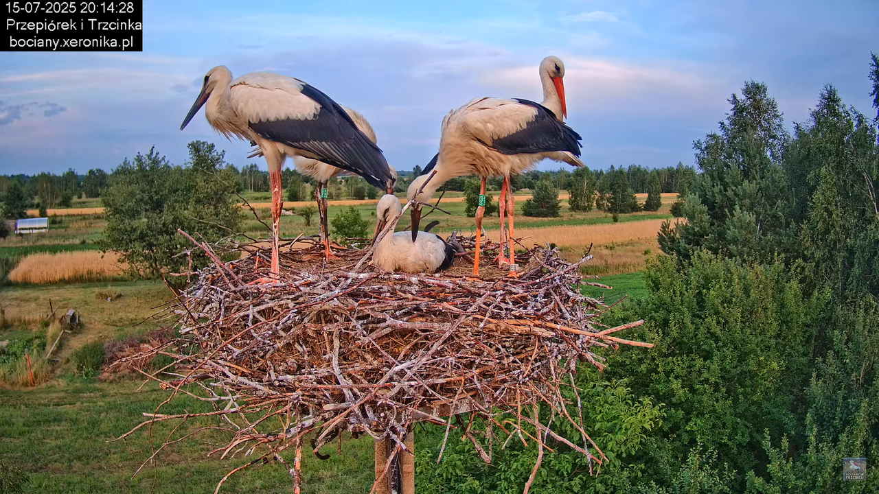 15072025bociany48