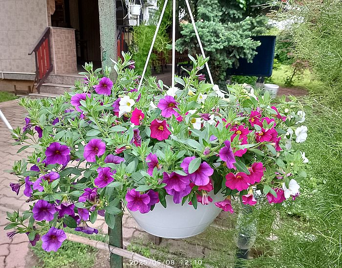 https://i.postimg.cc/FFYmNcv5/petunia-anyakn-feco-2025.jpg