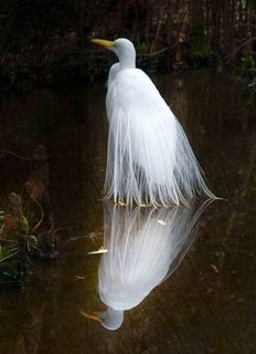 [Image: grande-aigrette.jpg]