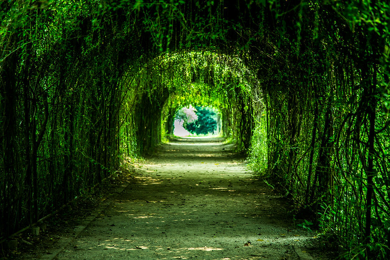 greentunnel2.jpg