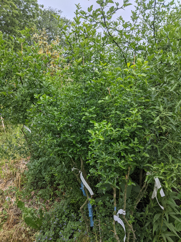 PXL_20210524_204919337