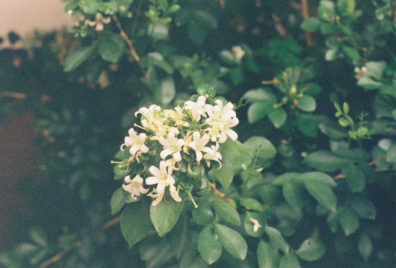 Vision3-250D-Spot-32