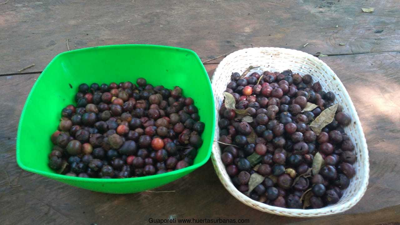 Huertasurbanas_com-guaporeti2.jpeg-20220103_145114Guaporeti