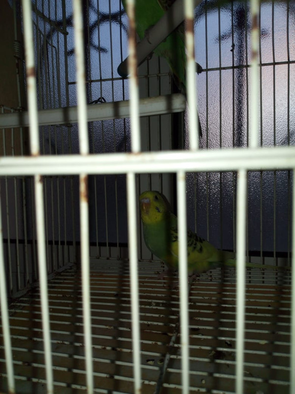 صورة