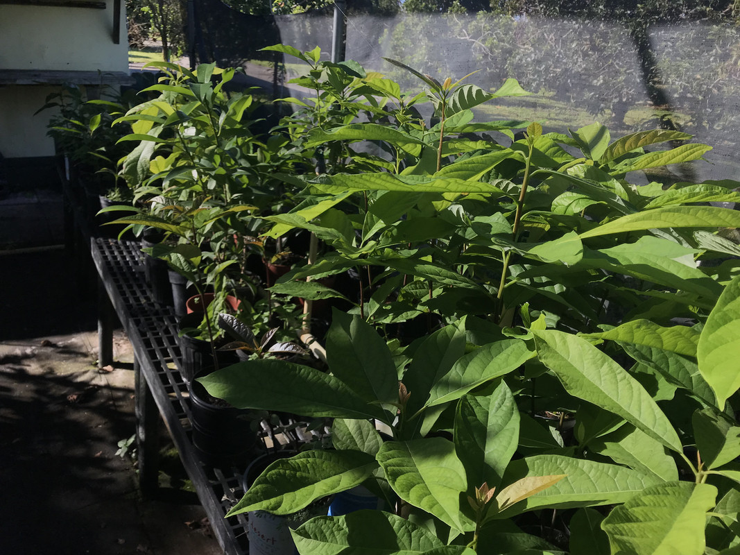 FFMangoes8