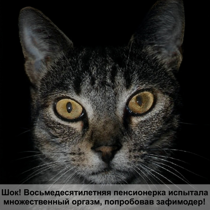 облысение кошки лечение