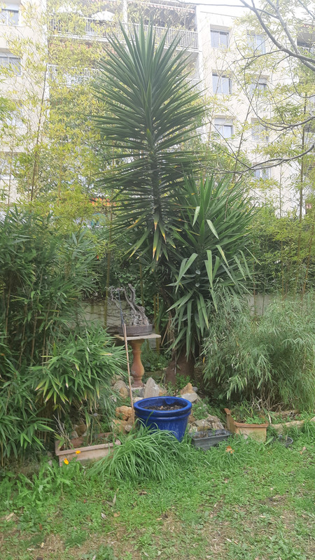 Yucca