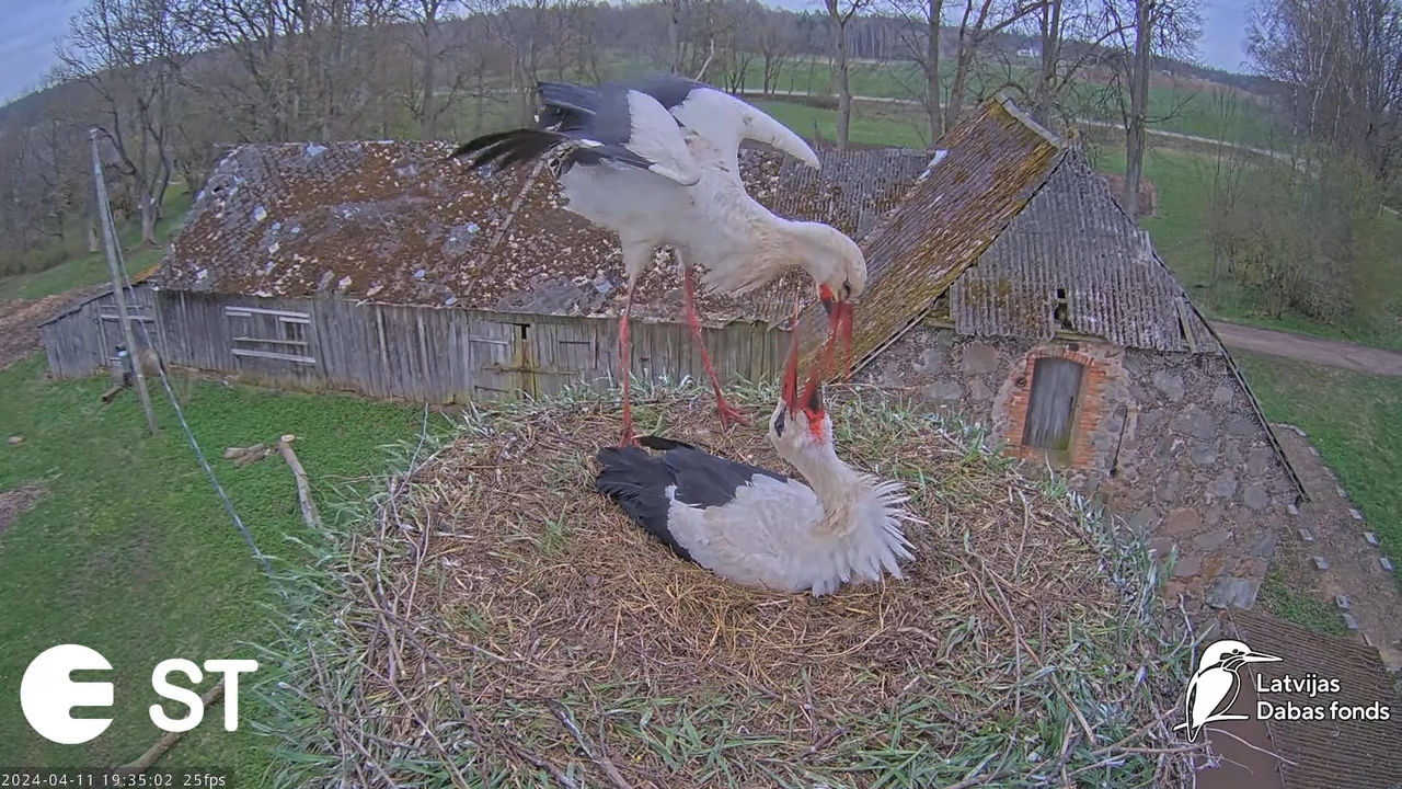 Baltie stārķi (Ciconia ciconia) Tukuma novadā - LDF tiešraide __ White storks in Tukums, Latvia 11-5