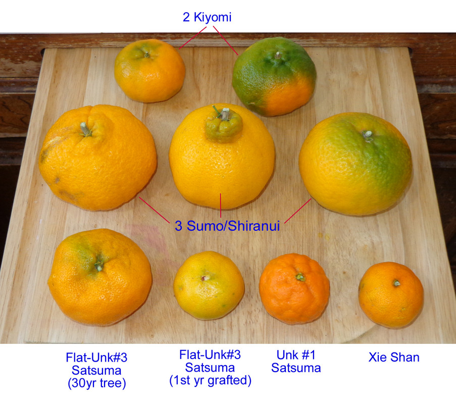 Xie_Shan-Taste-Update(11-28-21)1