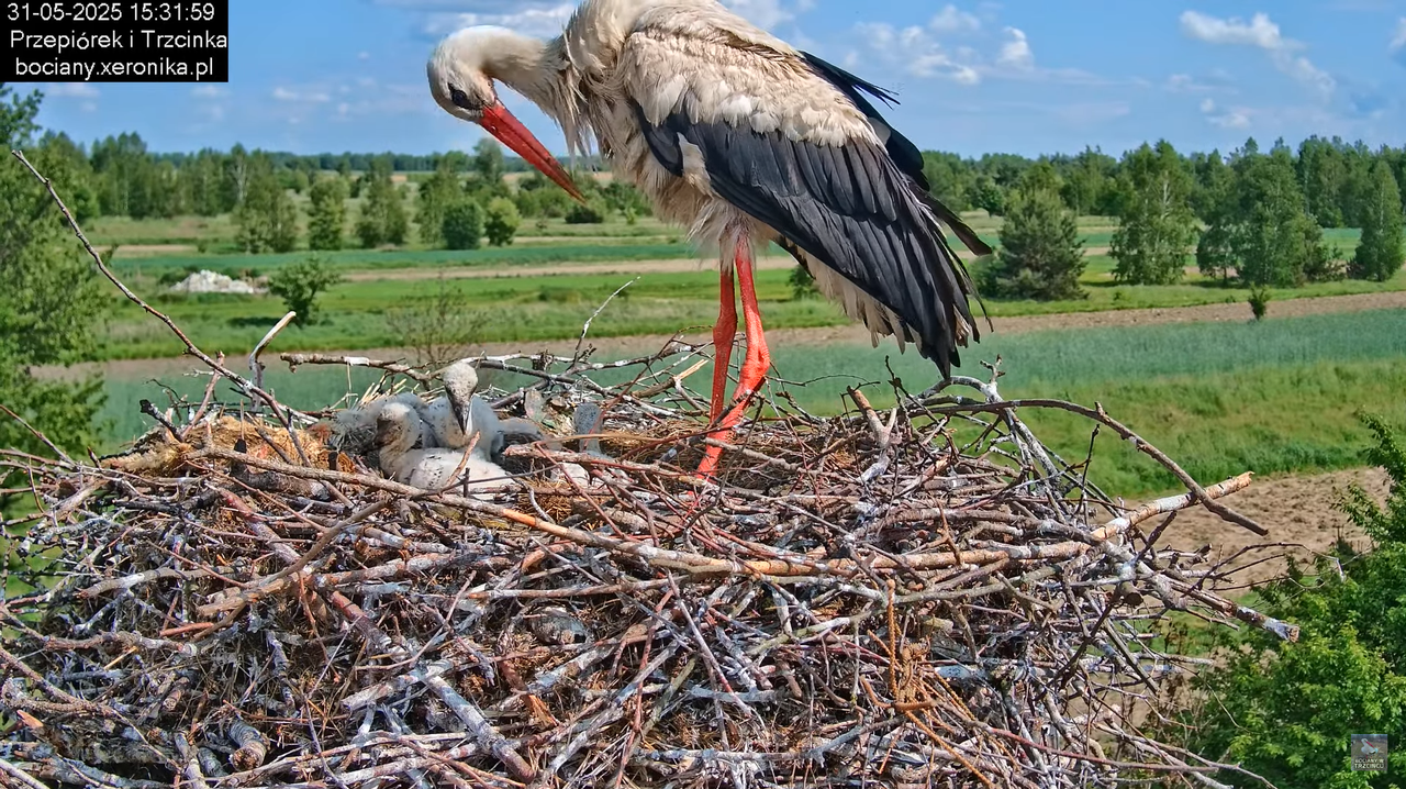31052025bociany16