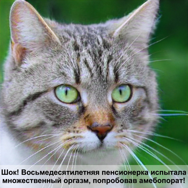 как рожают кошки британки