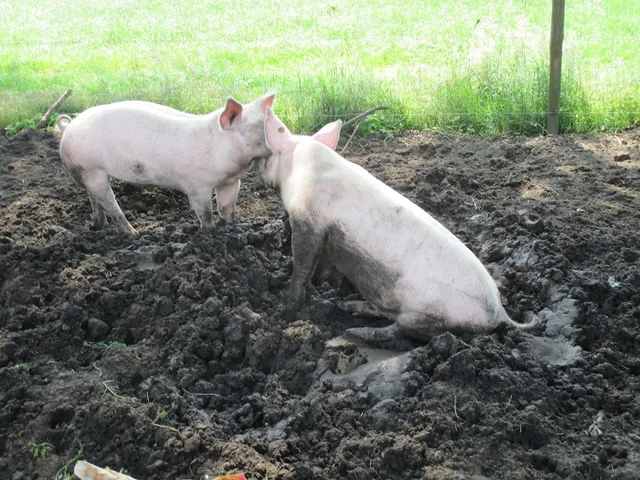 eec28b24-9340-4137-8b41-0fb200e4f4db-knuffelende-varkentjes.webp