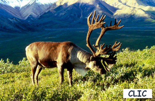 caribou.jpg