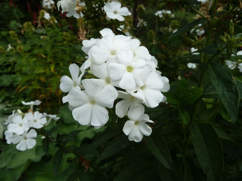 2013-09-01 Phlox weiß