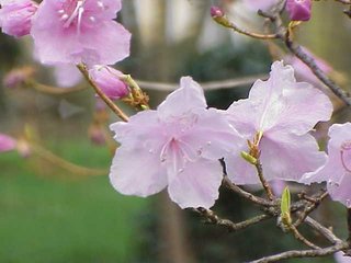 Rhododendron-mucronulatum1