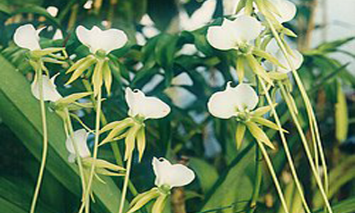 Top 10 Endangered Flowers in the World