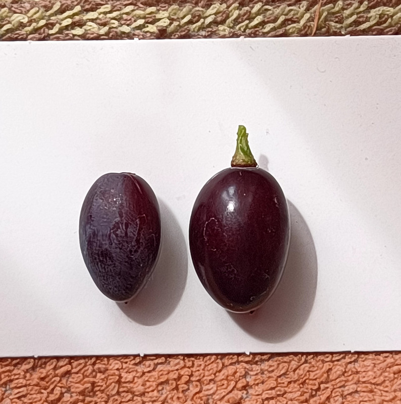 Кишмиш А17_20240812_141950