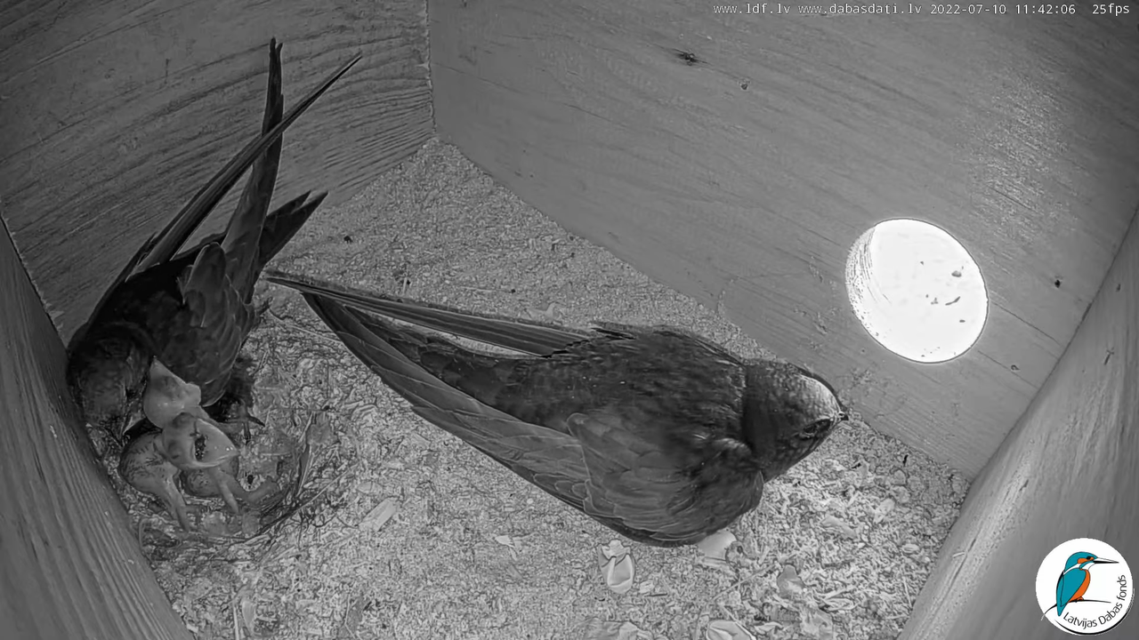 Svīre (Apus apus) Cēsu pils - LDF tiešraide _ Būris 5-21-11 screenshot