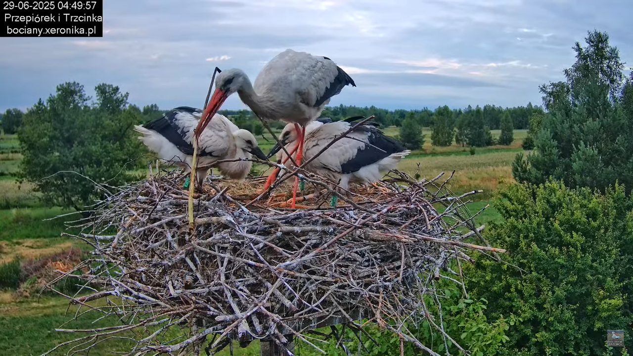 29062025bociany8