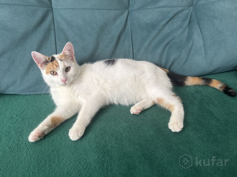 IMG 09f8317fcfc4c5fa17644b1121e85ddb V