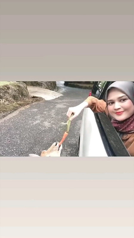 Cut Meyriska saat memberi makan rusa dari jendela mobil.