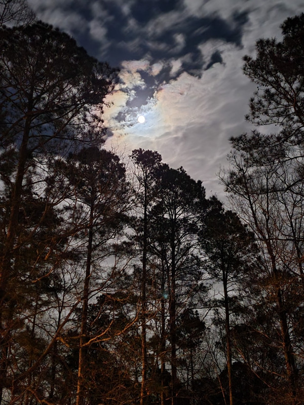 Moonlight through trees