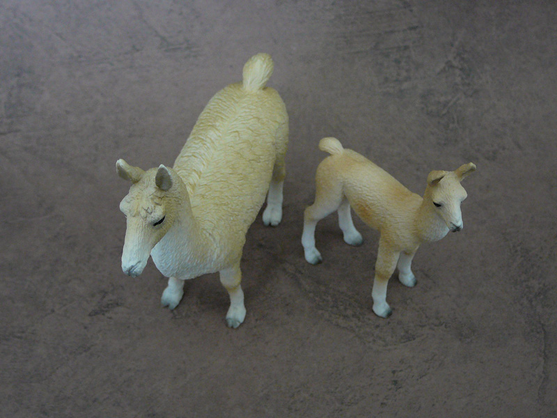 Mojö 2019 Llama and Cria- a walkaround by A.R.Garcia P1090610ed